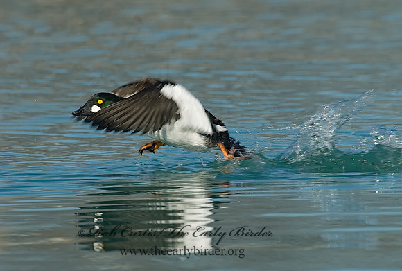 Bucephala clangula - COMMON GOLDENEYE 6019188