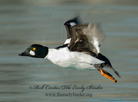 Bucephala clangula - COMMON GOLDENEYE 6019194