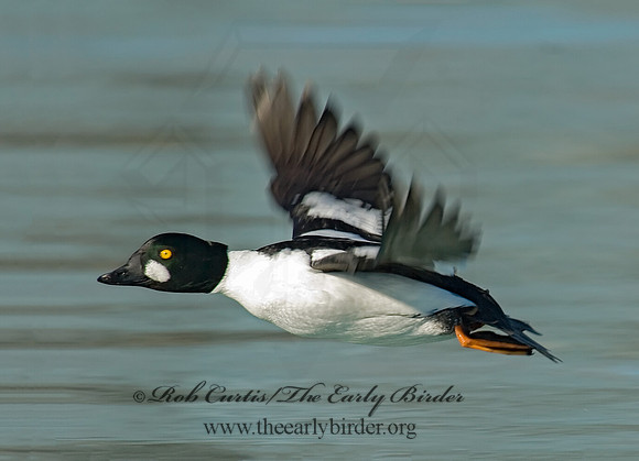 Bucephala clangula - COMMON GOLDENEYE 6019195