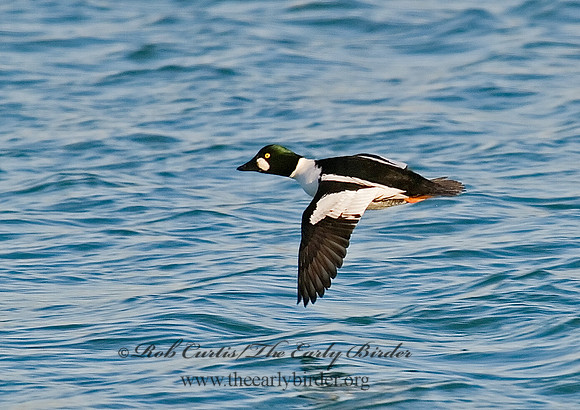 Bucephala clangula - COMMON GOLDENEYE 6019909