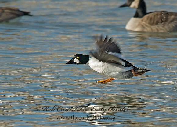 Bucephala clangula - COMMON GOLDENEYE 6019638