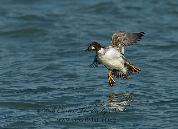 Bucephala clangula - COMMON GOLDENEYE 6029743