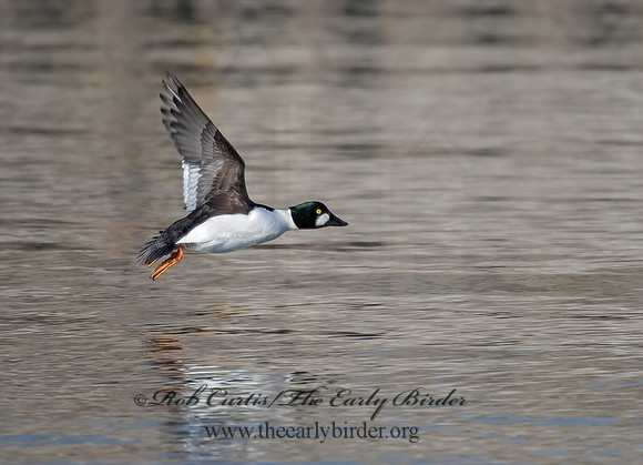 Bucephala clangula - COMMON GOLDENEYE 8000847
