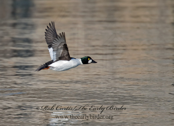 Bucephala clangula - COMMON GOLDENEYE 8000850