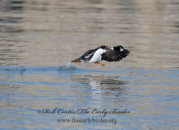 Bucephala clangula - COMMON GOLDENEYE 8000845