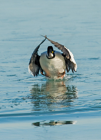 Bucephala clangula - COMMON GOLDENEYE 8010929