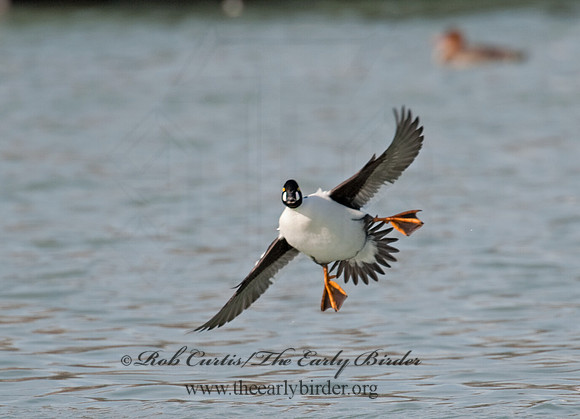 Bucephala clangula - COMMON GOLDENEYE 8027773