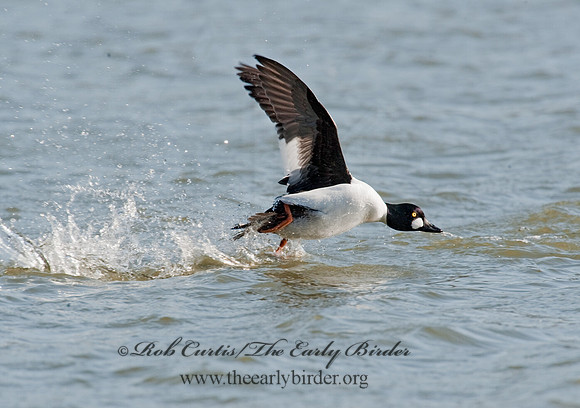Bucephala clangula - COMMON GOLDENEYE 8027886
