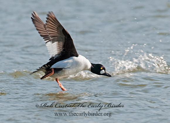 Bucephala clangula - COMMON GOLDENEYE 8027893