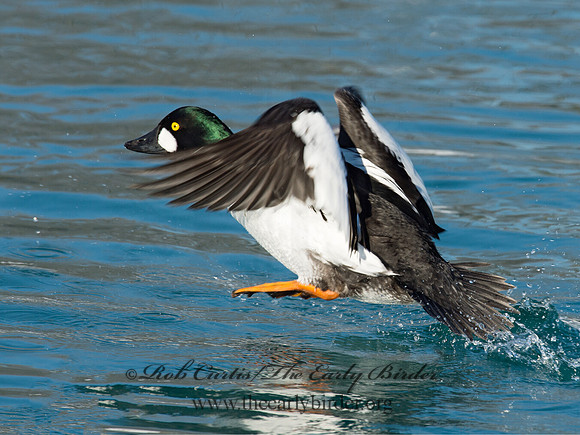 Bucephala clangula - COMMON GOLDENEYE 9017862