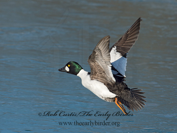 Bucephala clangula - COMMON GOLDENEYE 9017863