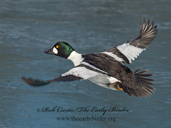Bucephala clangula - COMMON GOLDENEYE 9017865