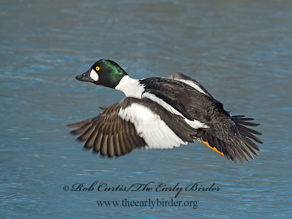Bucephala clangula - COMMON GOLDENEYE 9017864