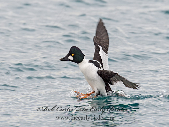 Bucephala clangula - COMMON GOLDENEYE 9019355