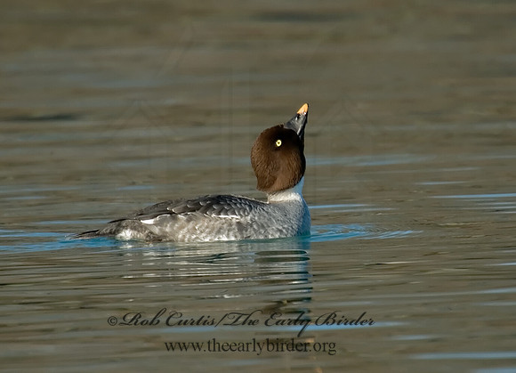 Bucephala clangula - COMMON GOLDENEYE 6019123