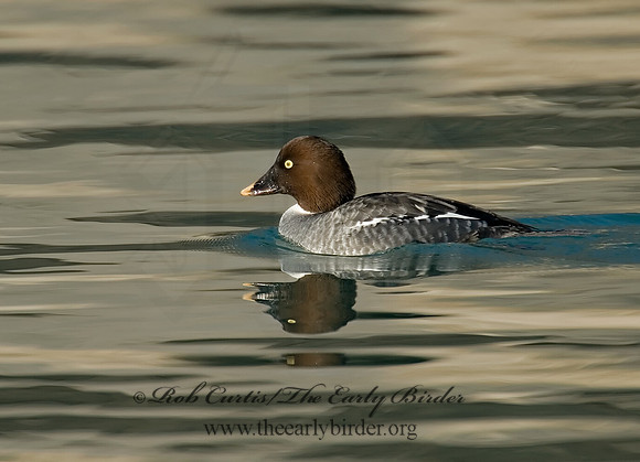 Bucephala clangula - COMMON GOLDENEYE 6019115