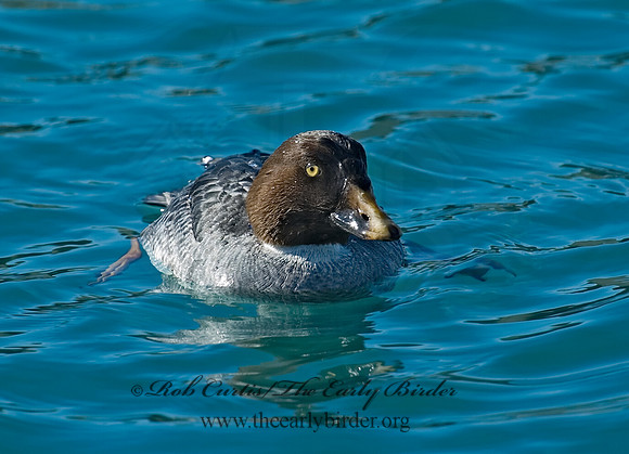 Bucephala clangula - COMMON GOLDENEYE 5017979 F