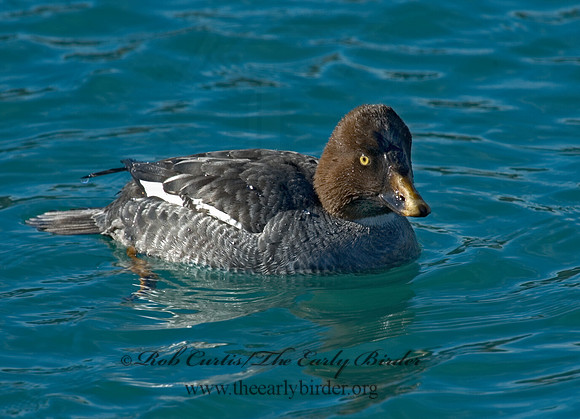Bucephala clangula - COMMON GOLDENEYE 5017987 IF