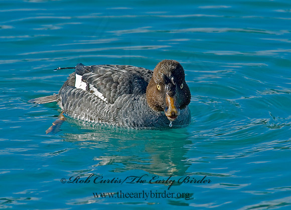Bucephala clangula - COMMON GOLDENEYE 5017983 IF
