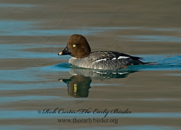 Bucephala clangula - COMMON GOLDENEYE 6019154