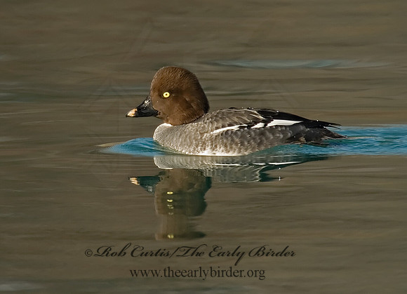 Bucephala clangula - COMMON GOLDENEYE 6019156