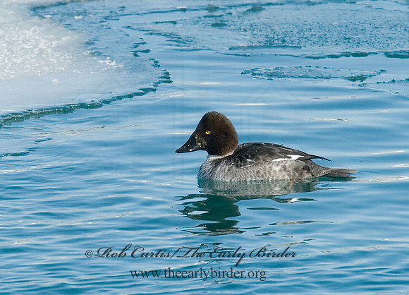 Bucephala clangula - COMMON GOLDENEYE 6030248