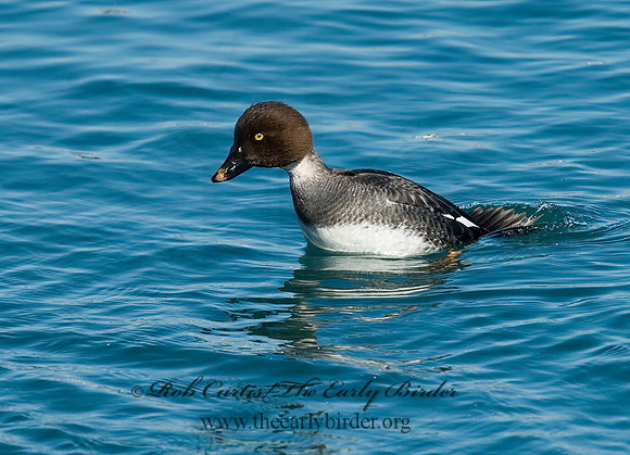 Bucephala clangula - COMMON GOLDENEYE 6030289-2