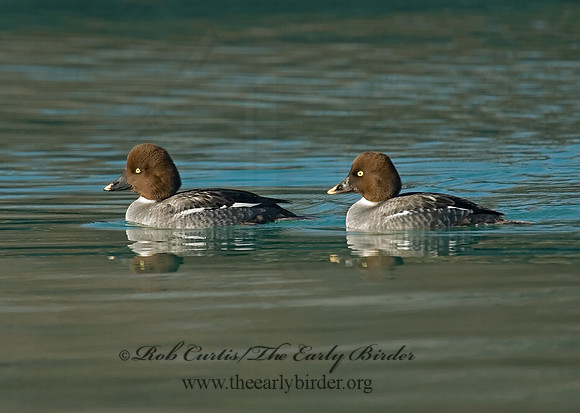 Bucephala clangula - COMMON GOLDENEYE 6019178