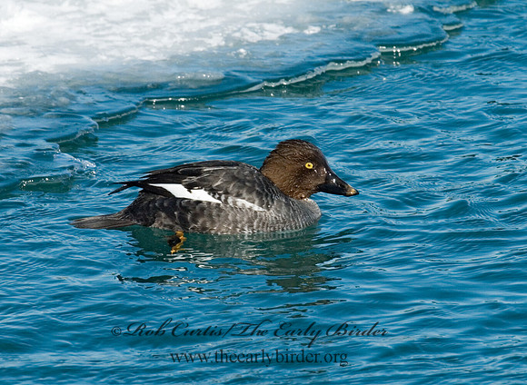 Bucephala clangula - COMMON GOLDENEYE 6030293