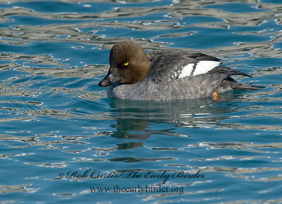 Bucephala clangula - COMMON GOLDENEYE 6030391