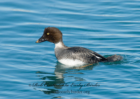 Bucephala clangula - COMMON GOLDENEYE 6030433