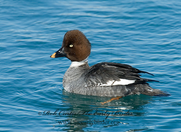 Bucephala clangula - COMMON GOLDENEYE 6030436