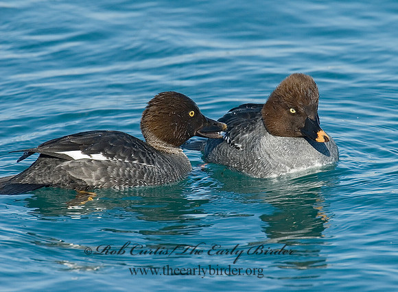 Bucephala clangula - COMMON GOLDENEYE 6030438