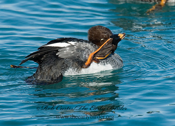 Bucephala clangula - COMMON GOLDENEYE 6030441