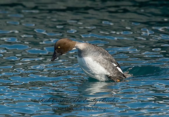Bucephala clangula - COMMON GOLDENEYE 6030447