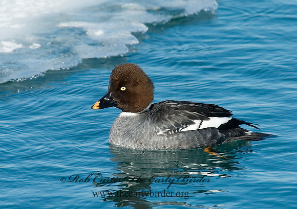 Bucephala clangula - COMMON GOLDENEYE 6030440