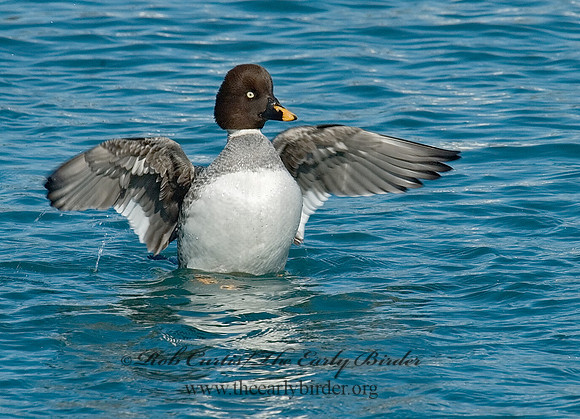 Bucephala clangula - COMMON GOLDENEYE 6030466