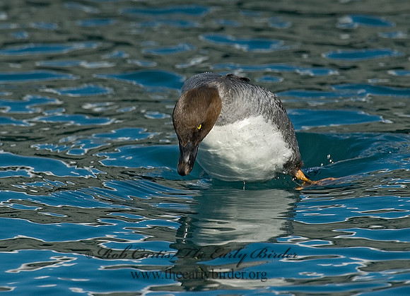 Bucephala clangula - COMMON GOLDENEYE 6030503