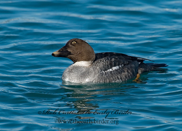 Bucephala clangula - COMMON GOLDENEYE 6030506