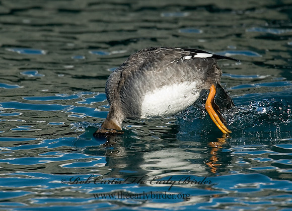 Bucephala clangula - COMMON GOLDENEYE 6030515