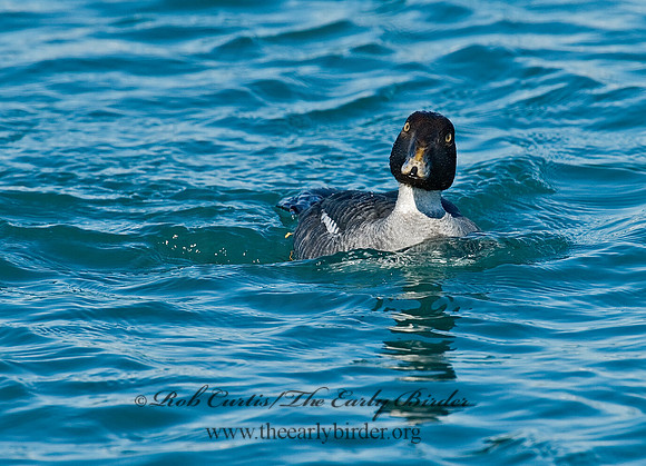 Bucephala clangula - COMMON GOLDENEYE 6030504