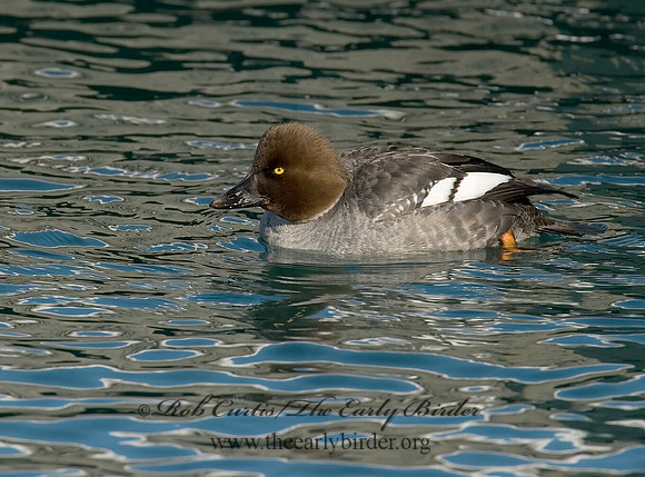 Bucephala clangula - COMMON GOLDENEYE 6030522