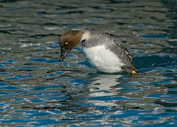 Bucephala clangula - COMMON GOLDENEYE 6030539
