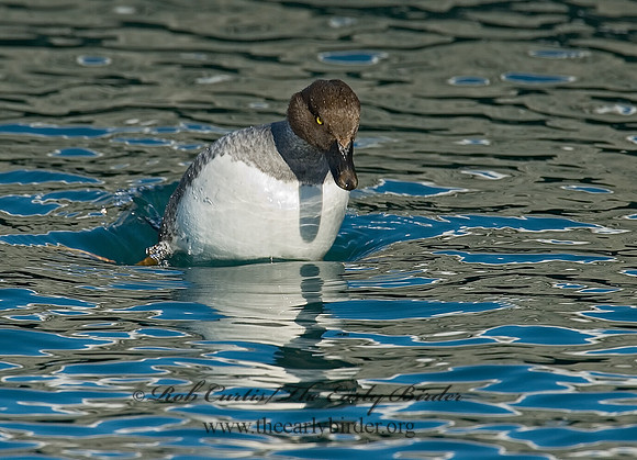 Bucephala clangula - COMMON GOLDENEYE 6030551