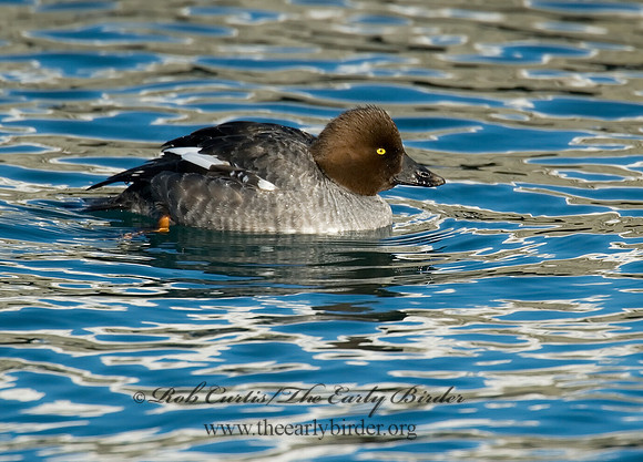 Bucephala clangula - COMMON GOLDENEYE 6030611