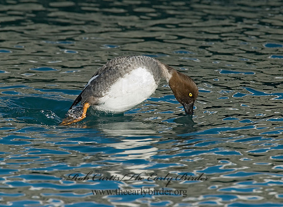 Bucephala clangula - COMMON GOLDENEYE 6030556