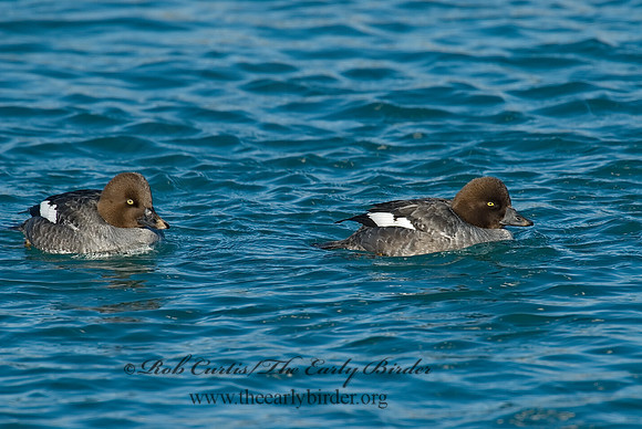 Bucephala clangula - COMMON GOLDENEYE 6030579