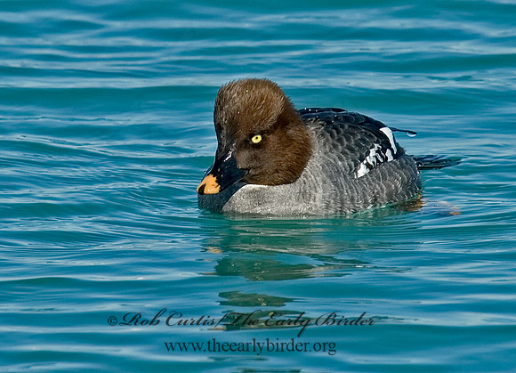 Bucephala clangula - COMMON GOLDENEYE 7000050