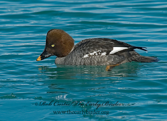 Bucephala clangula - COMMON GOLDENEYE 7000051