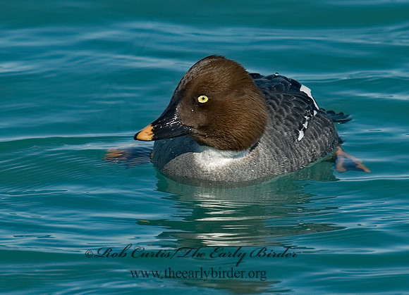 Bucephala clangula - COMMON GOLDENEYE 7000074